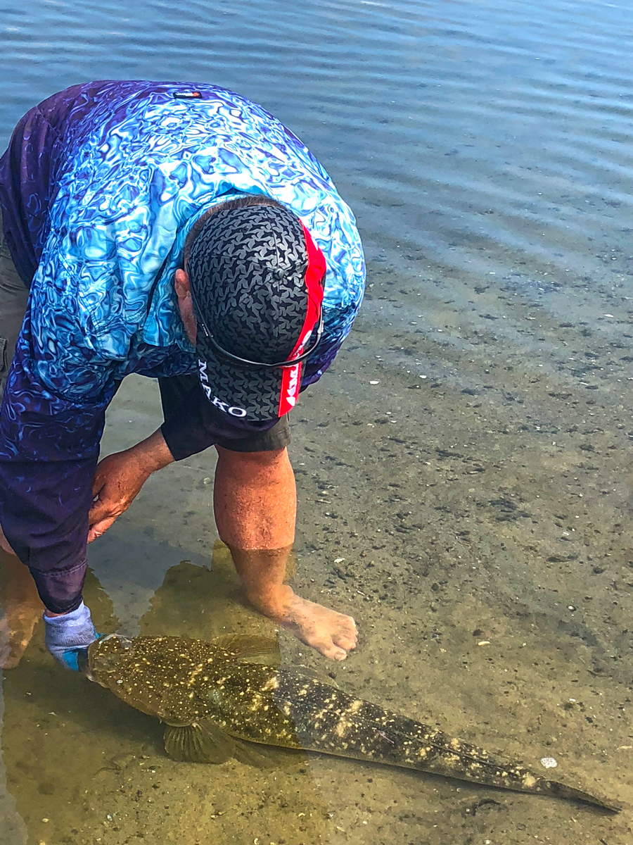 Steve Starling swims a lit-up, mature dusky flathead before release. This fish has been tagged and genetic samples taken for scientific research.