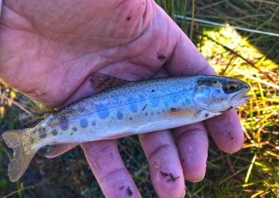 A rainbow trout fingerling, complete with parr marks, fought hard to avoid my hand, but I got it in for a photo and then released it back to do some growing.