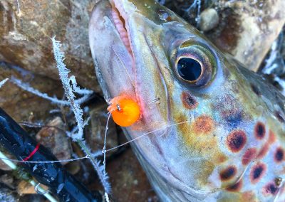 A tungsten bead-filled Glo Bug proved that the trout were feeding on the very bottom.