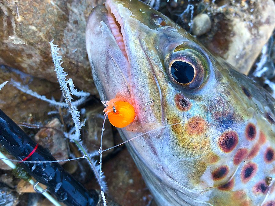 A tungsten bead-filled Glo Bug proved that the trout were feeding on the very bottom.