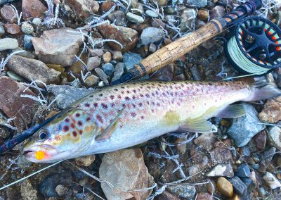 A pretty brown trout poses for the camera on the icy stones.