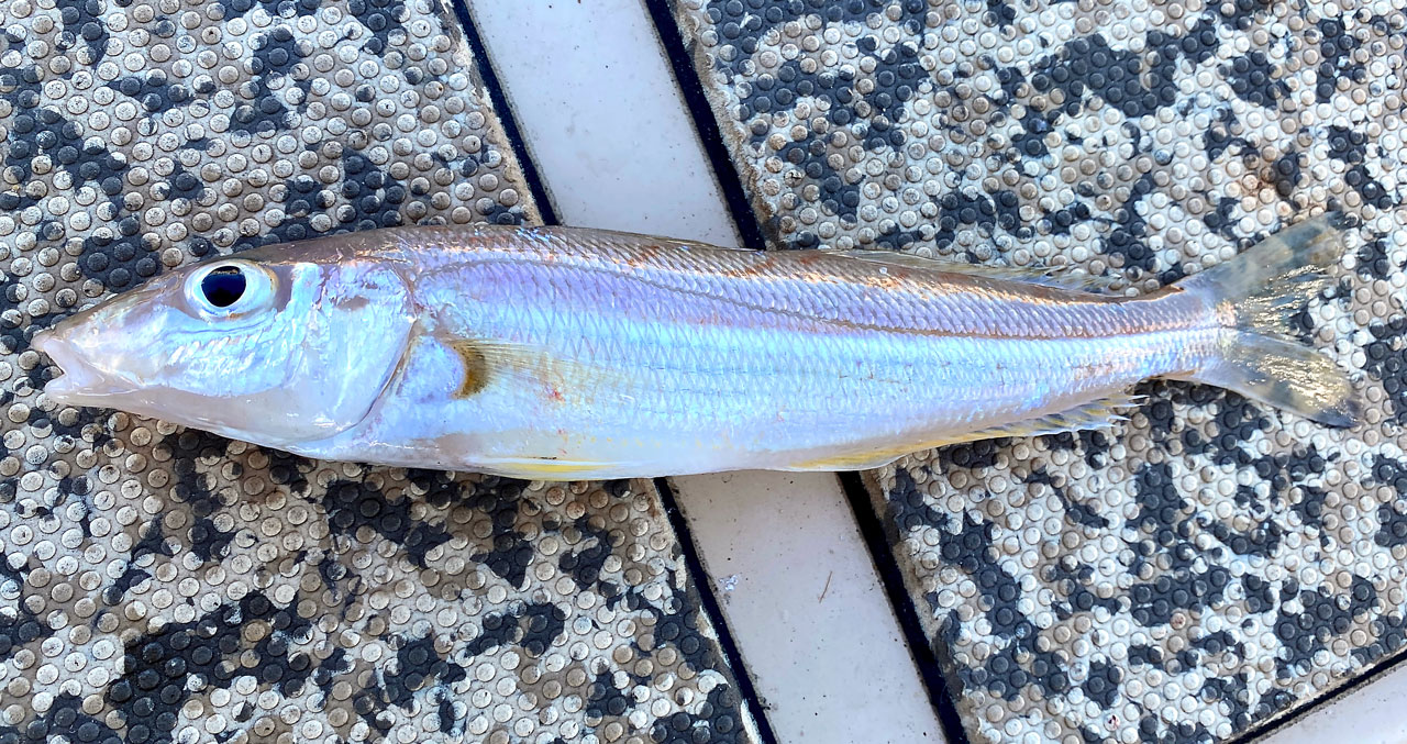 a red spot whiting