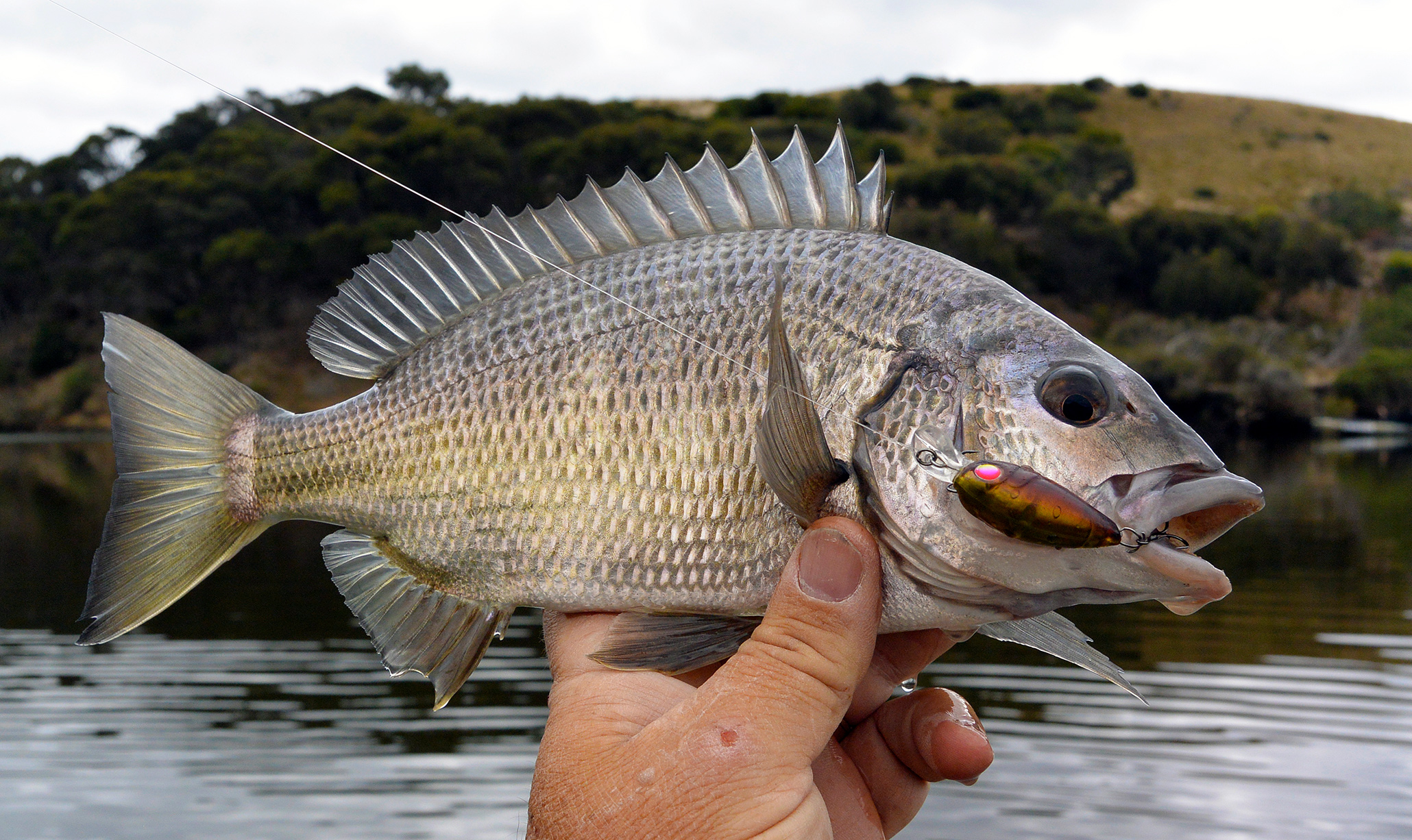 A typical Kangaroo Island black bream. What they may lack in size they make up for in numbers and willingness!