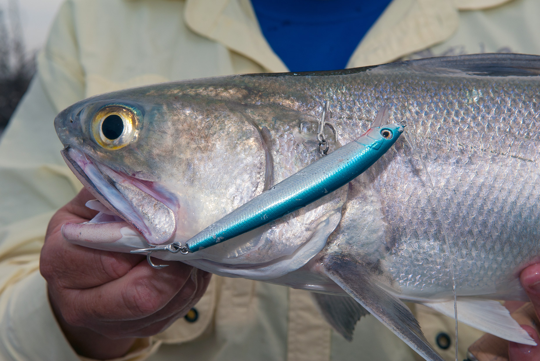 Blue salmon are another prolific species in Cape waters.