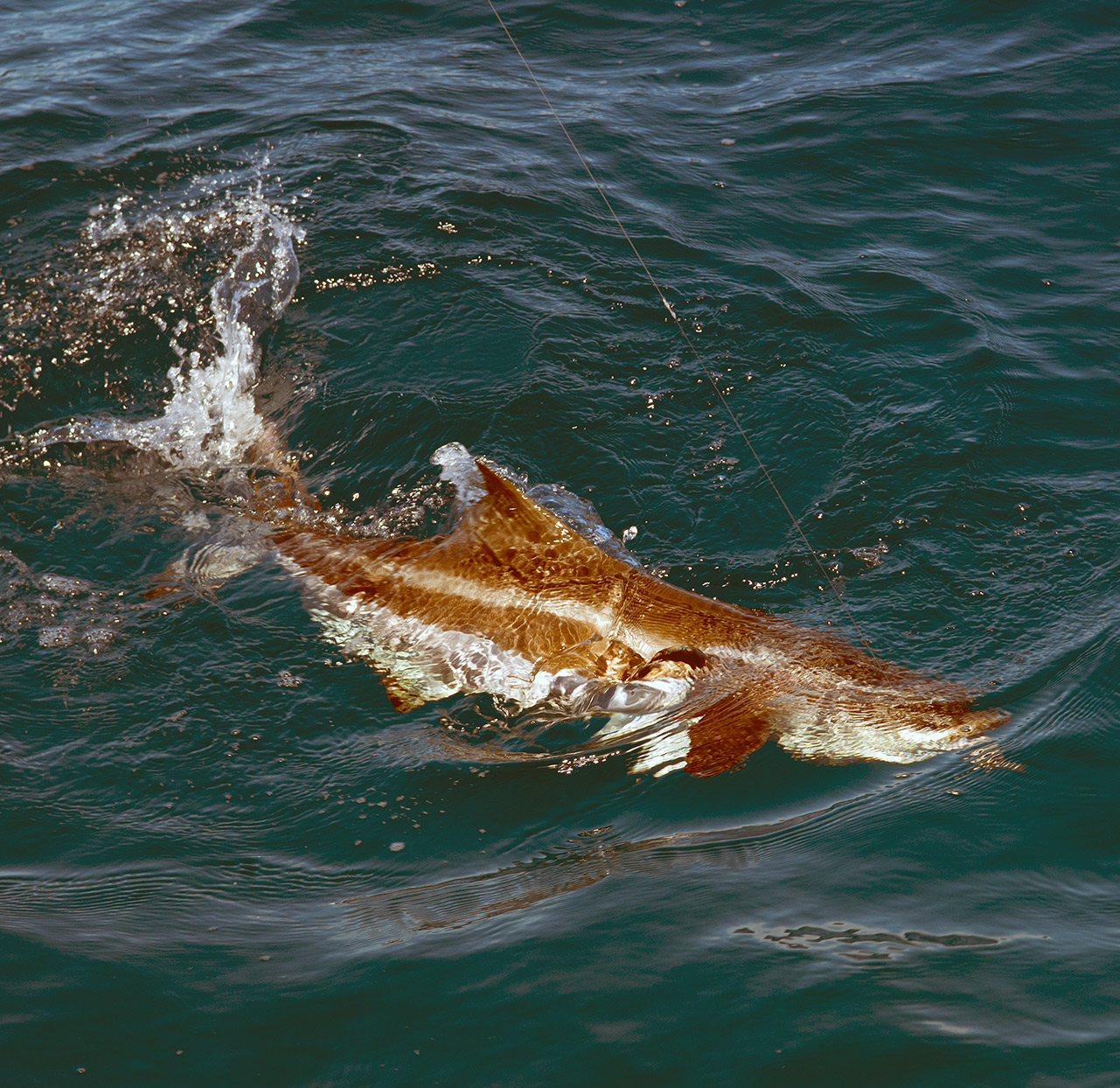 Cobia are an unpredictable species that can turn up without notice at any time around the Cape.