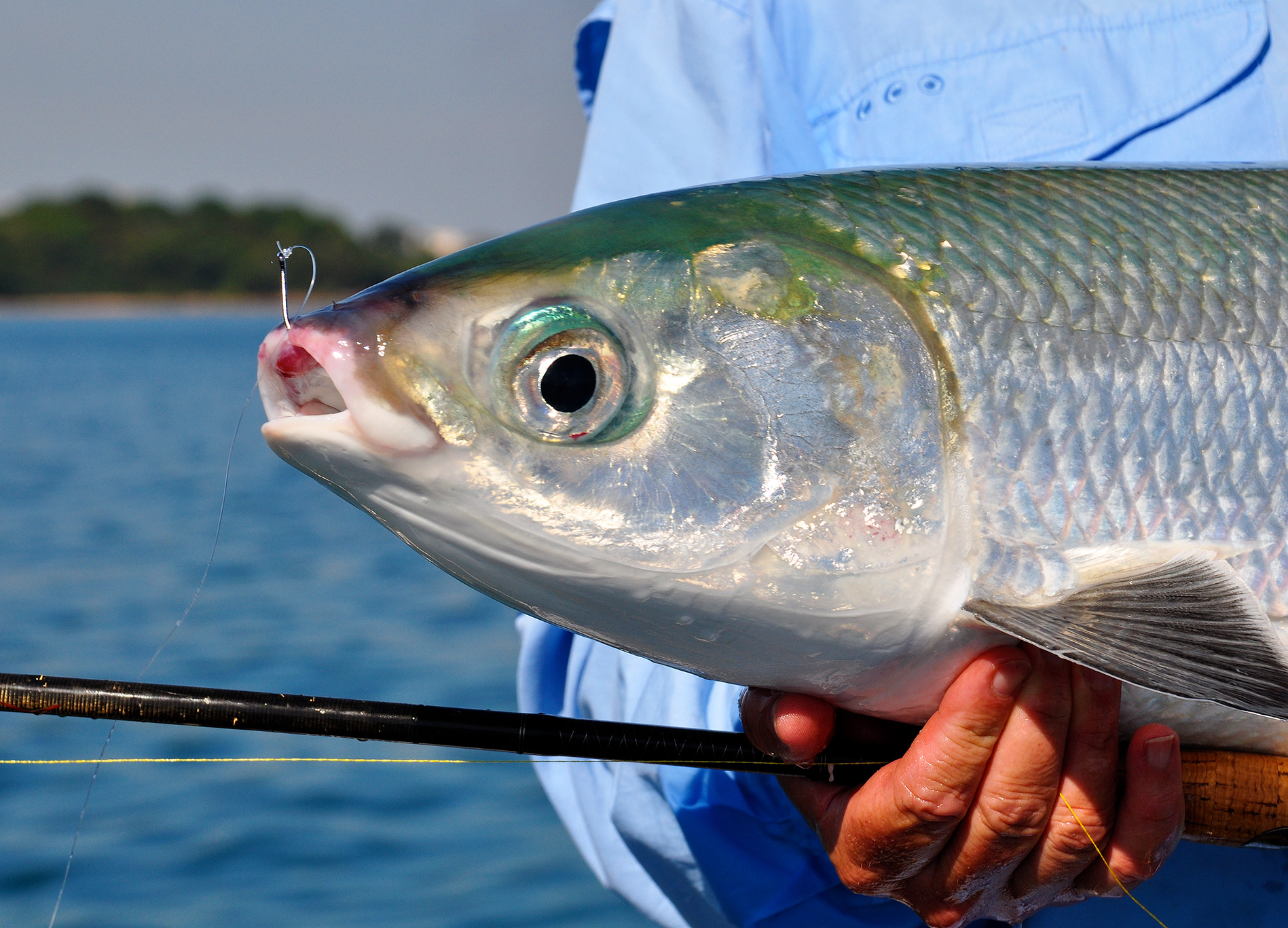 The mighty milkfish is a very worthy target!