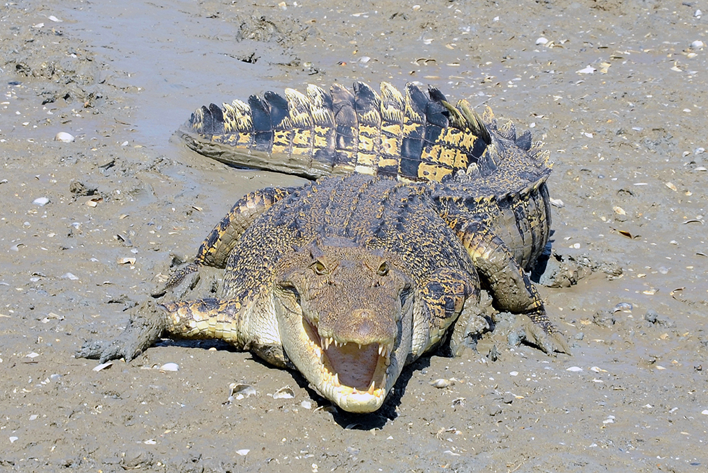 Never underestimate nor ignore the potential threat of saltwater or estuarine crocodiles! Be "crocwise" at all times around the water.