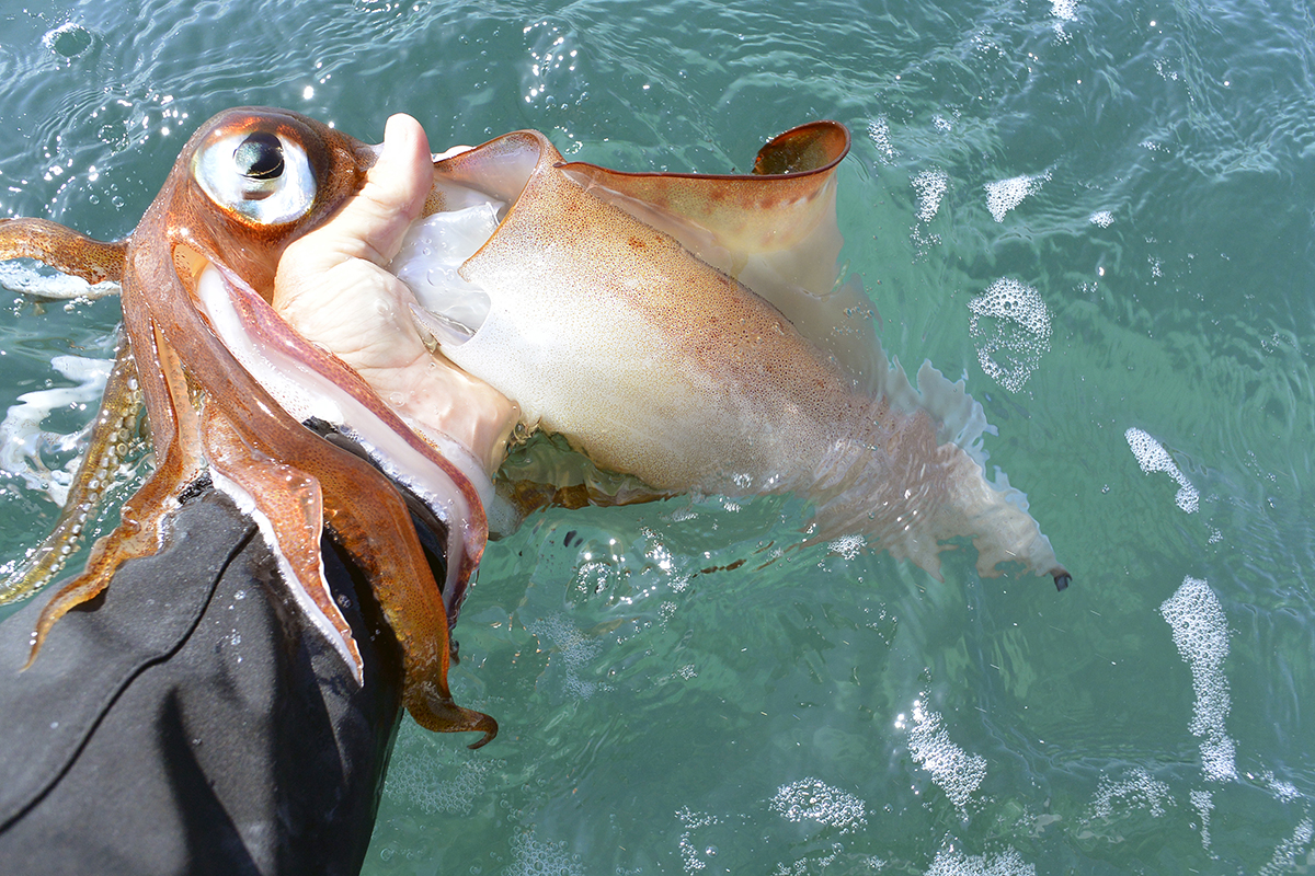 Calamari squid can be prolific in Twofold Bay. Calamari squid can be prolific in Twofold Bay.