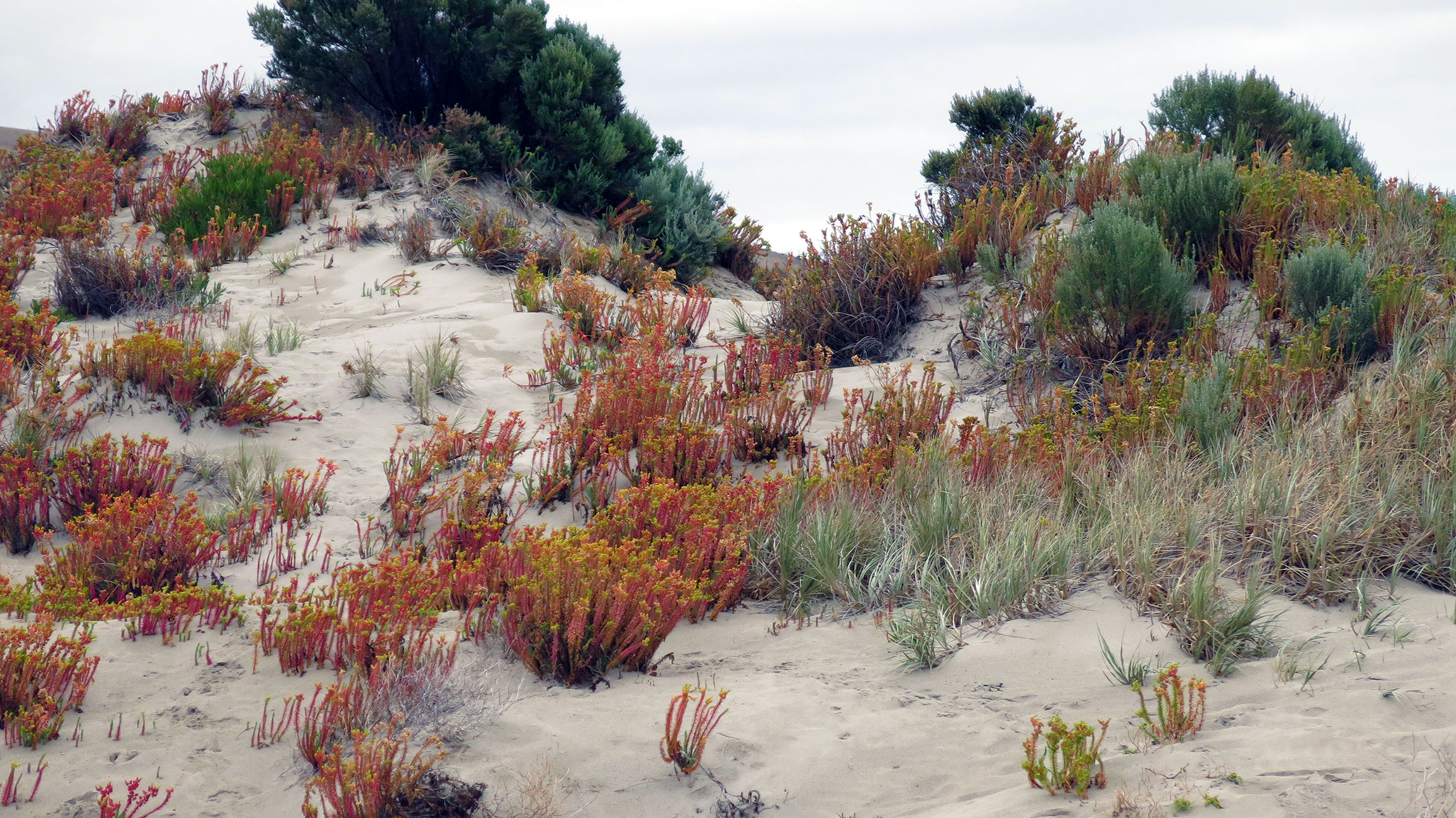 Colour in the dunes.