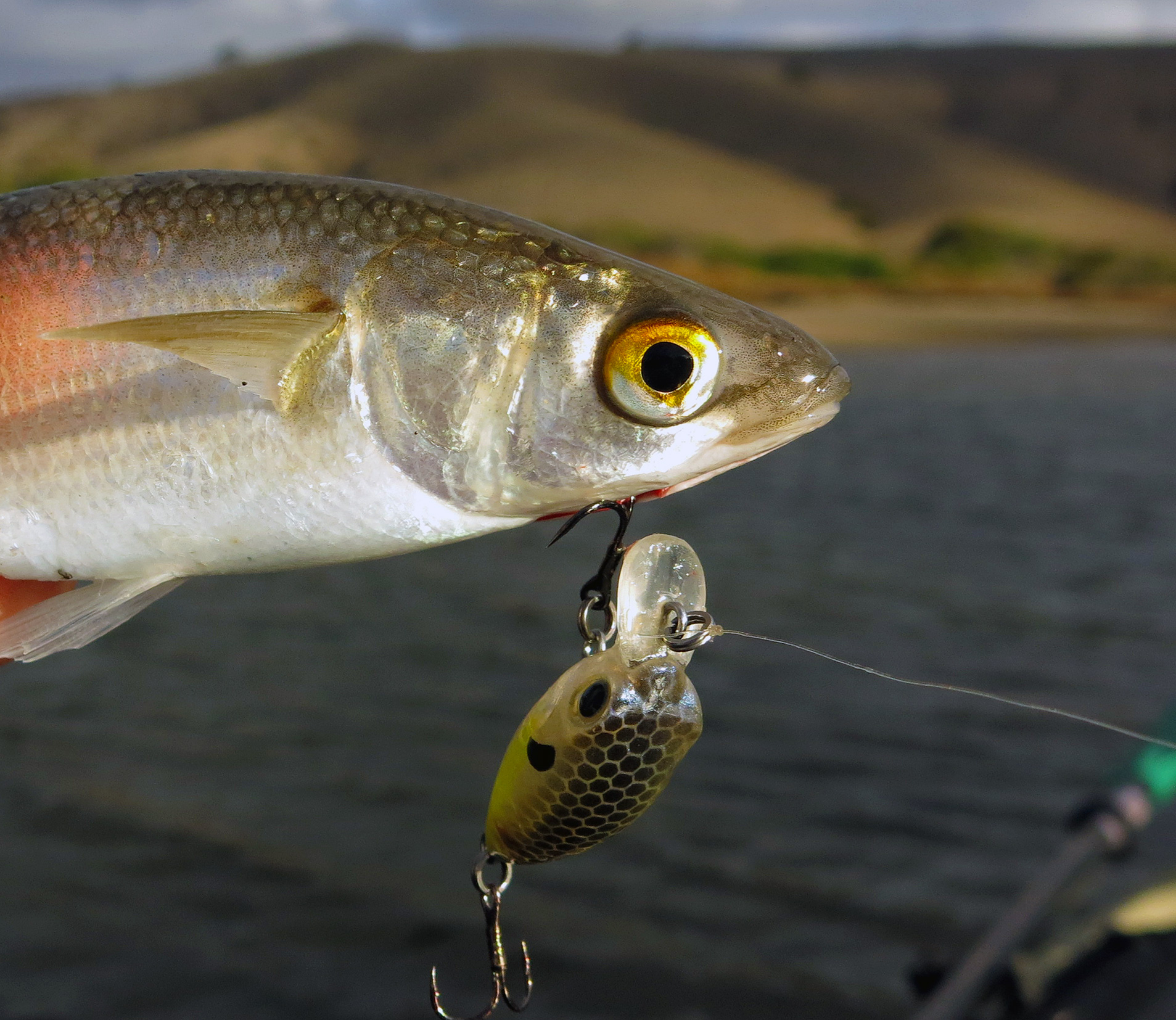 Yellow-eye mullet are a surprisingly common catch on small lures.