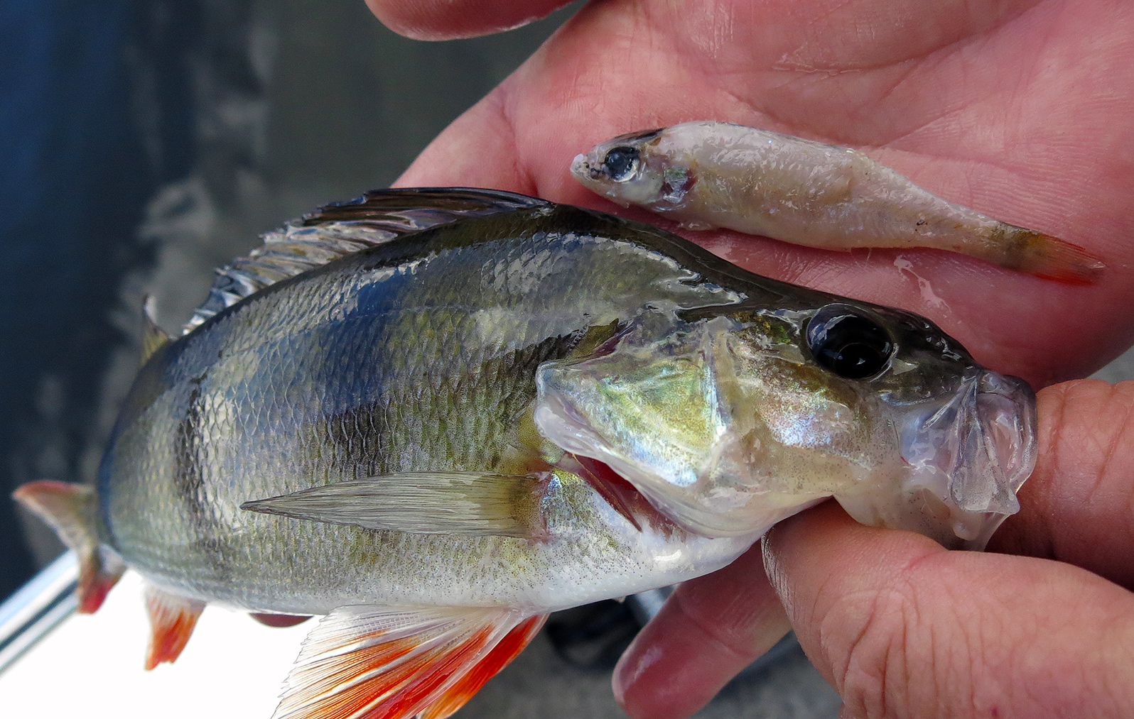 Redfin perch are highly cannibalistic at all sizes.