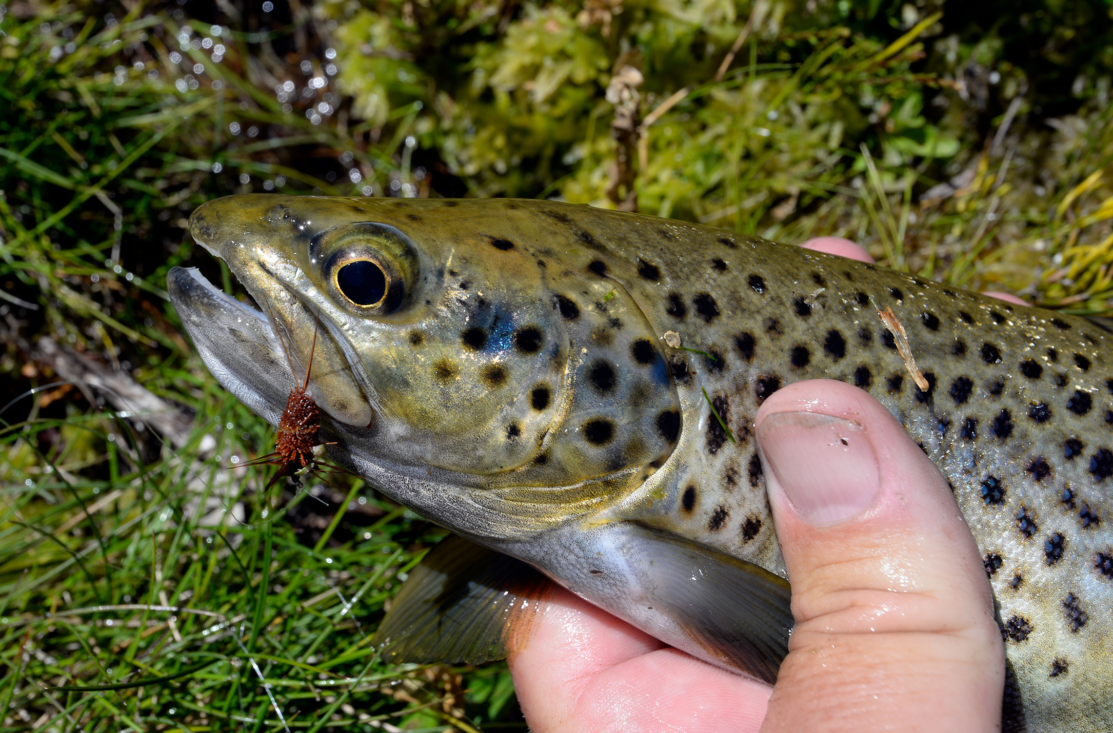 At around 400 g, this pretty wild brownie is typical of the trout mostly seen feeding around the edges of Guthega Pondage. It took a beetle pattern dry fly.