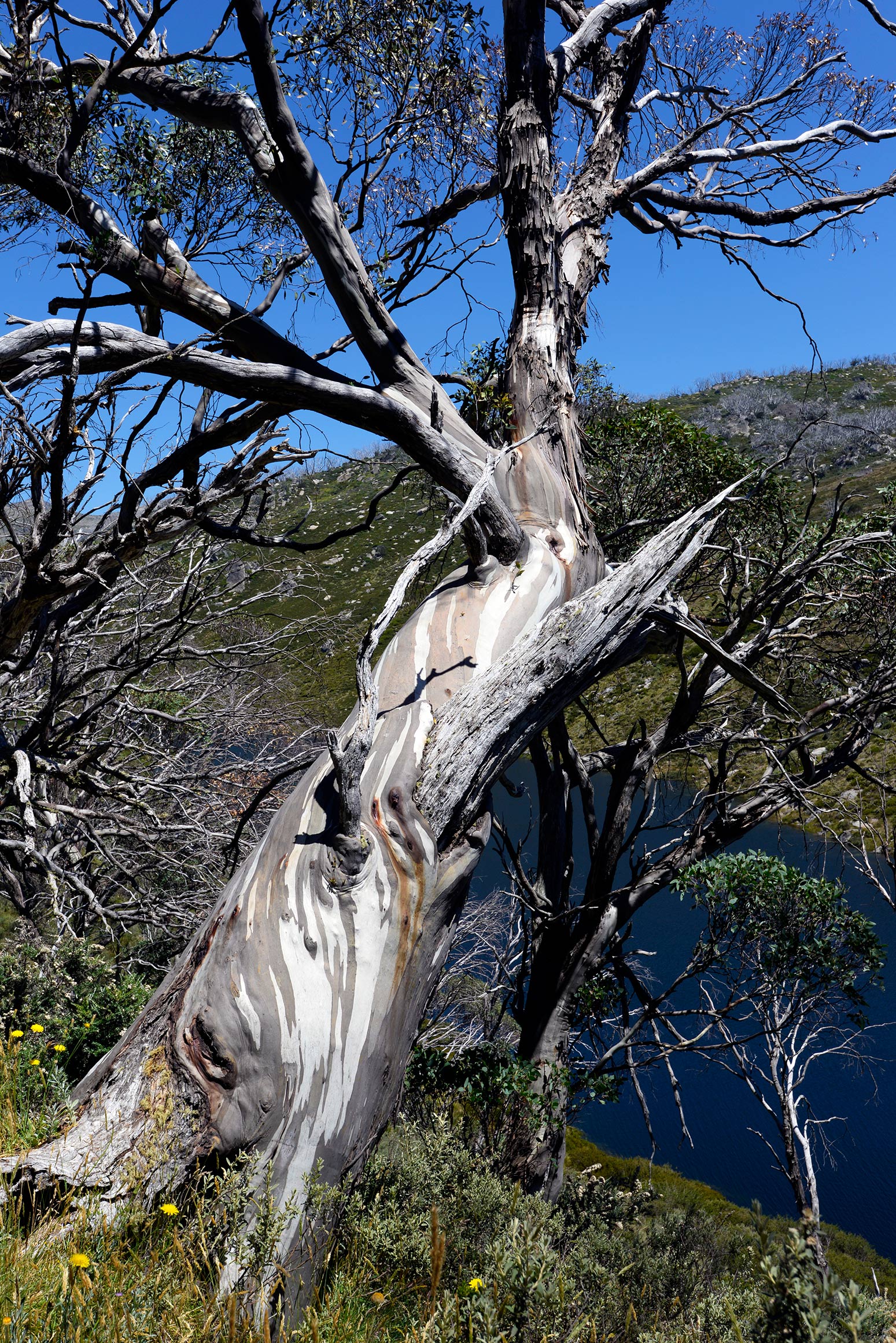 A gnarled snow gum. This tree has survived many winters. It was likely growing well before the dam was built.
