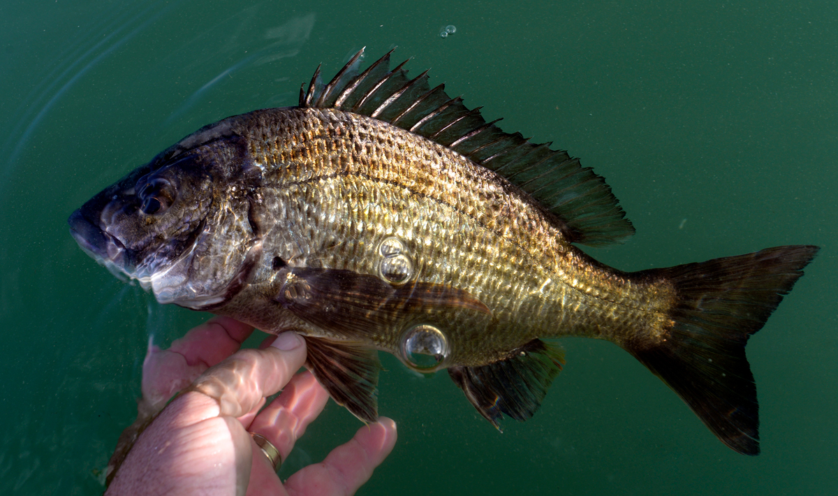 This is about the average size of most of the black bream encountered at Mallacoota these days. They're not bad table fish, but Starlo mostly prefers to release these long-lived and slow-growing fish.