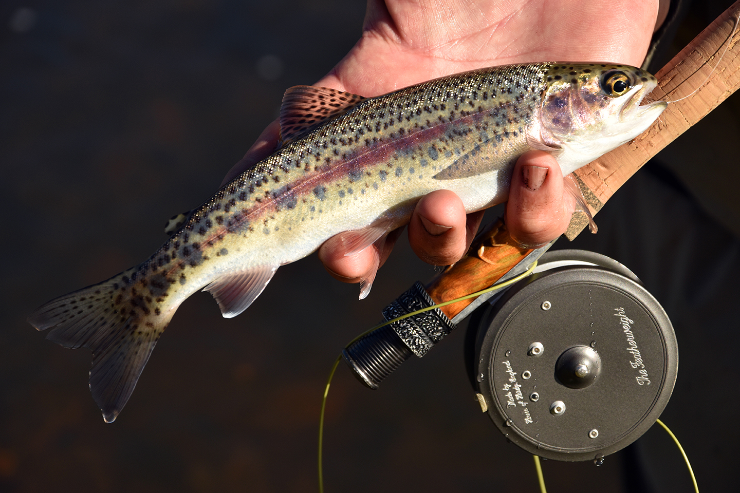 A pretty little rainbow trout in Starlo's hand.