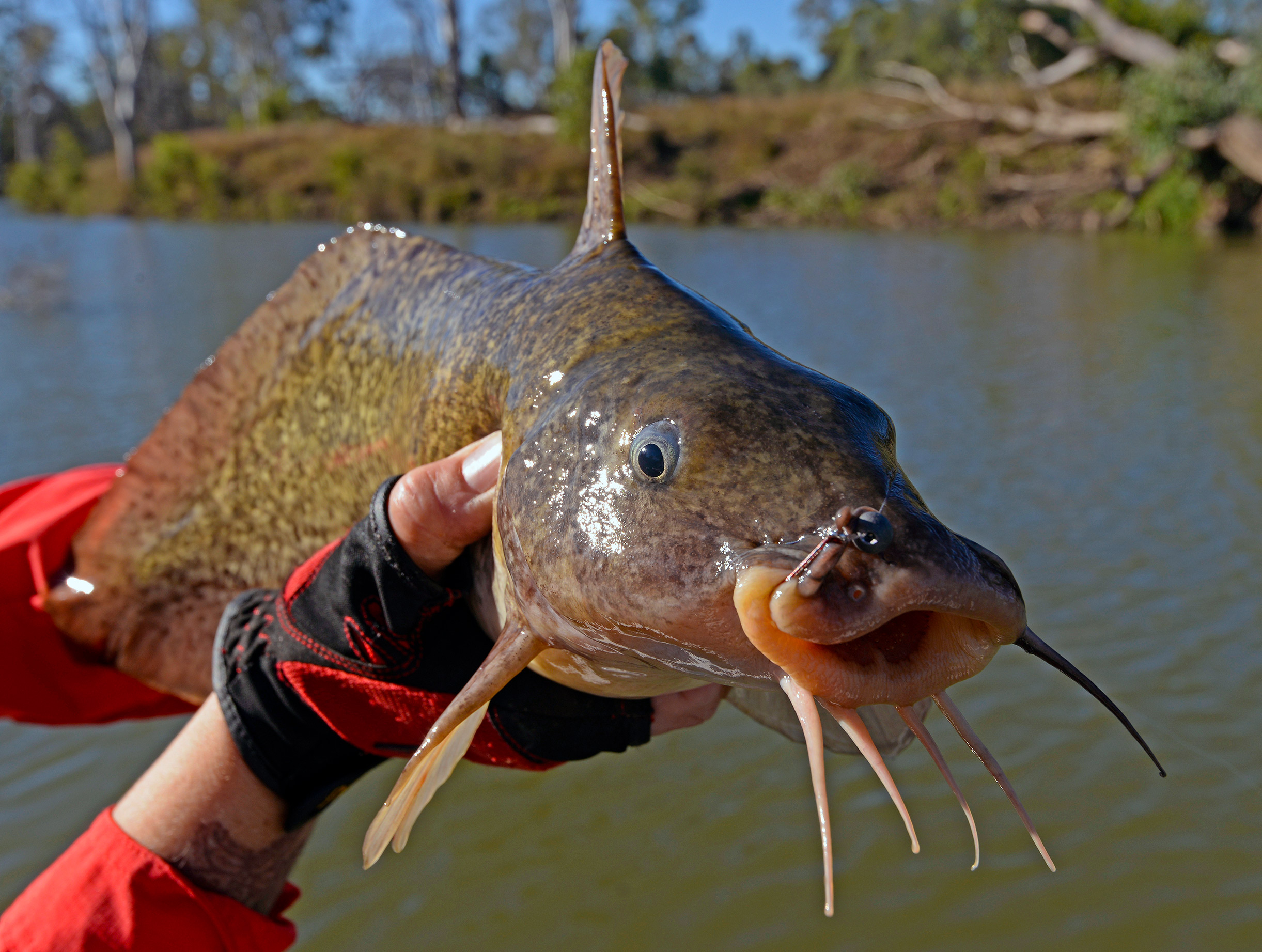 There are plenty of hard-pulling eel-tailed catfish in Cania, too. Most fall to bait and they are surprisingly good eating.
