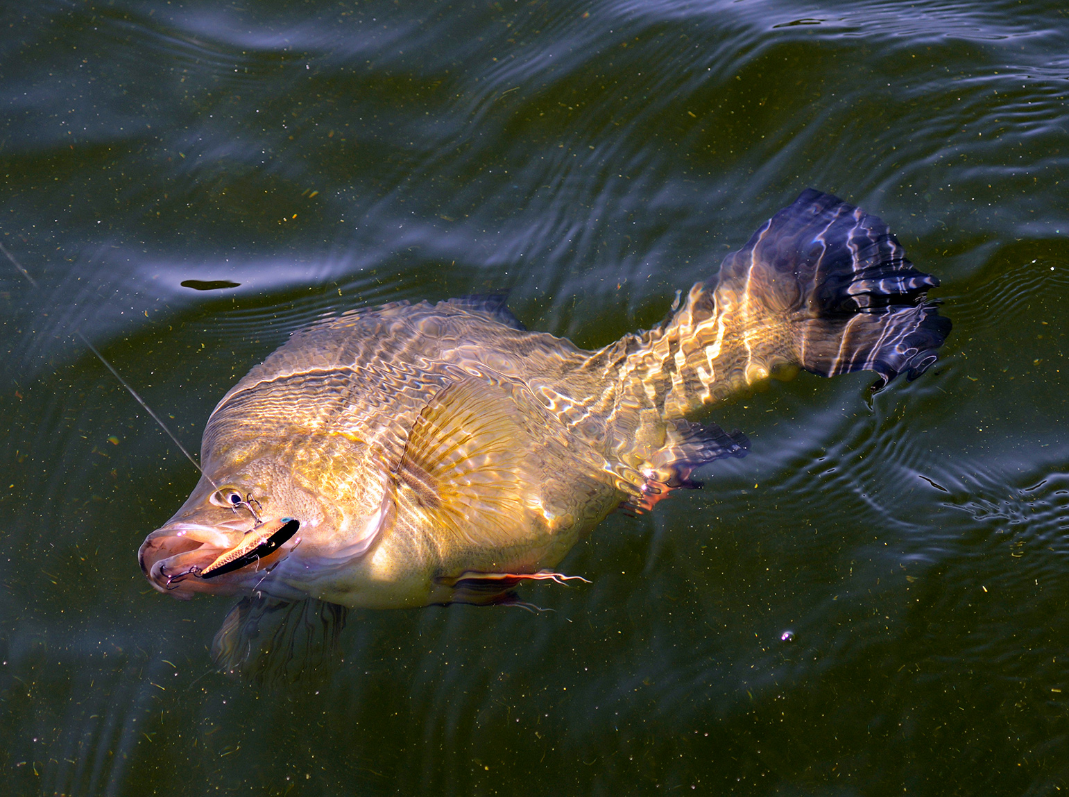 The best fishing for yellowbelly or golden perch at Burrinjuck tends to occur from about the end of September until early December, but some years they also bite well in autumn.